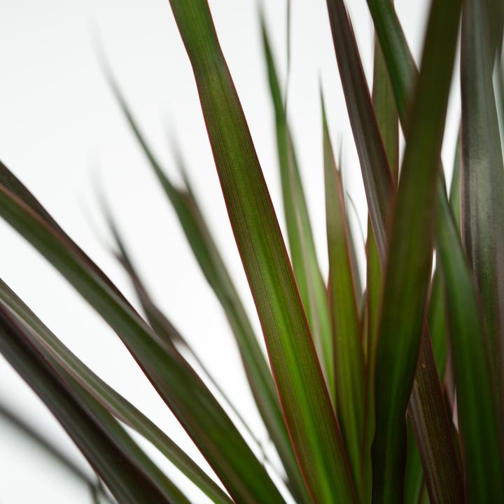 Actual product image Plant in a Box Dracaena Marginata Magenta - Dragon Tree (70 cm)