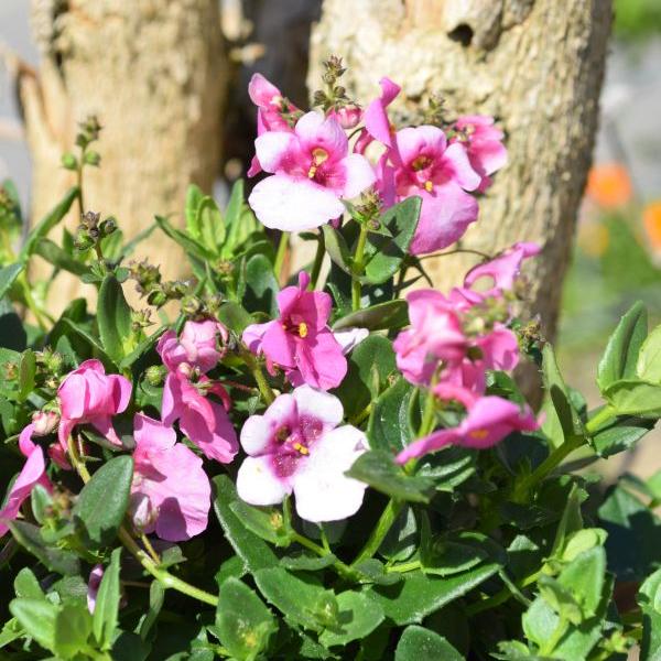 Immagine prodotto Säntispracht Set di 4, Euforbia elfica - Diascia personata Breezee Pink (30 cm)