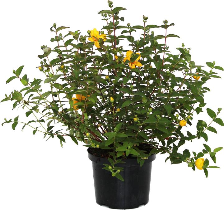 Actual product image Zulauf St John's Wort (120 cm)