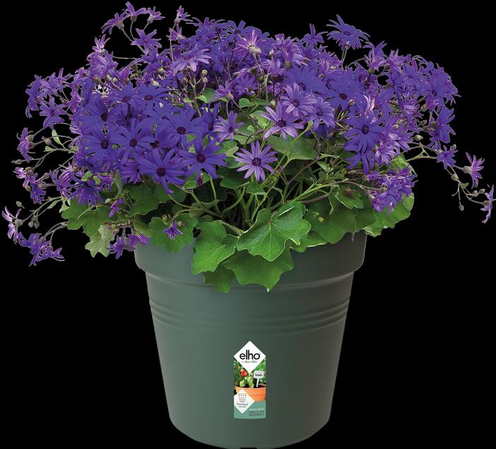 Actual product image Elho Green Basics (19 cm)