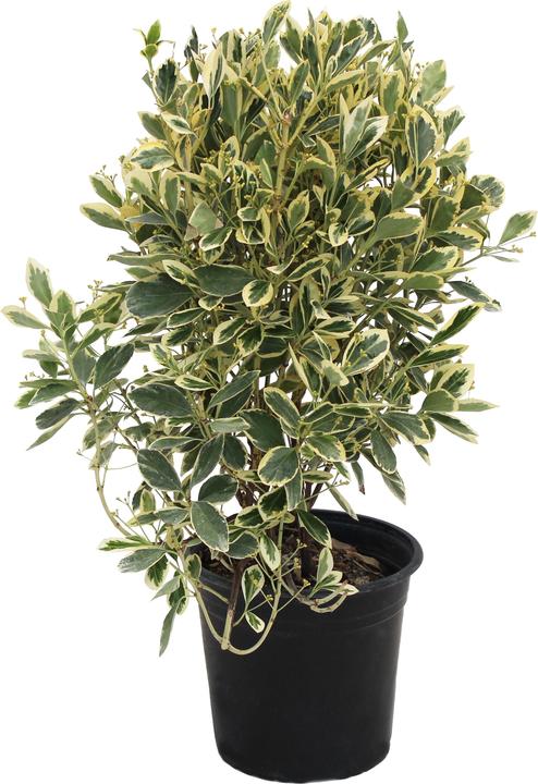Produktbild Zulauf Japanischer Spindelstrauch / Euonymus japonicus 'Kathy' (40 cm)