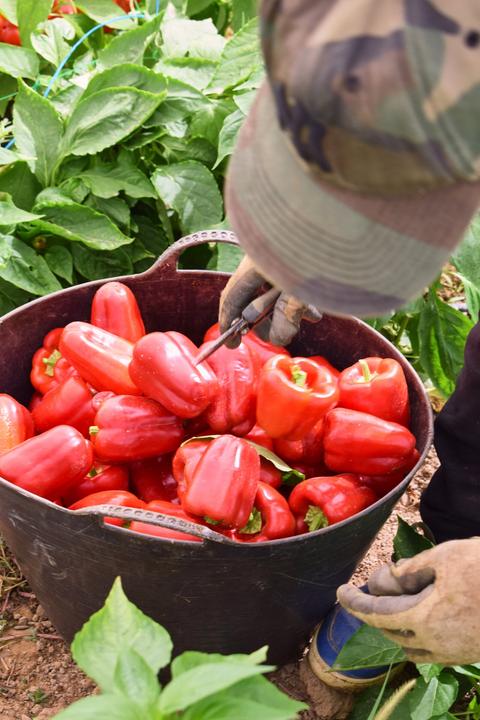 Actual product image Living Seeds Paprika, Albaregia (Vegetable seeds)