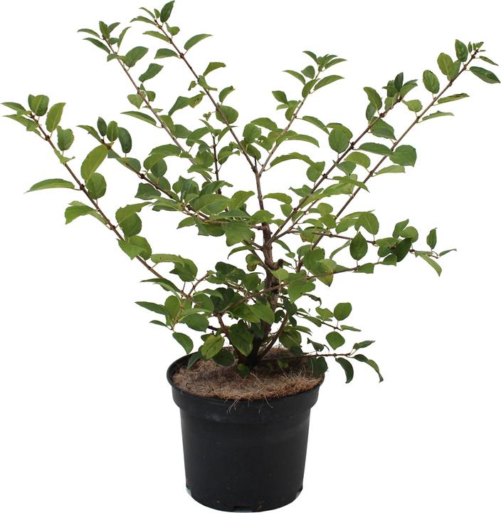 Actual product image Zulauf Buckthorn (50 cm)