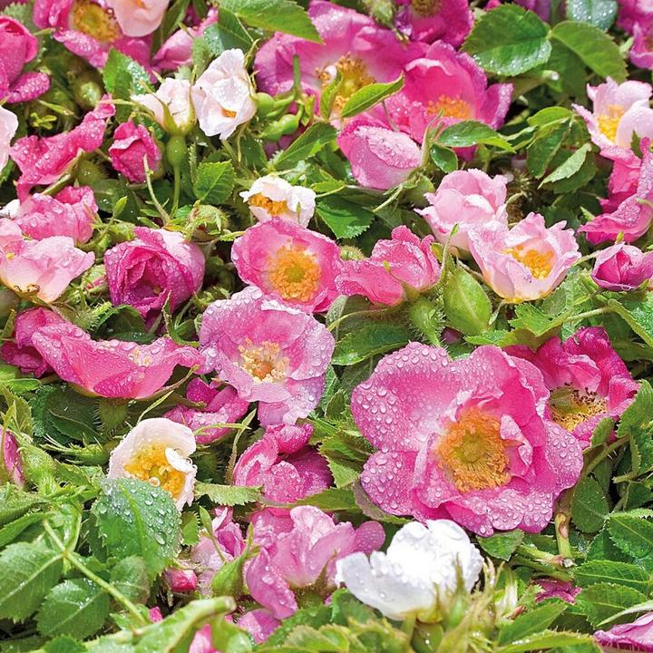 Image du produit Weleda Wild Rose Smoothing Moisturizer (30 ml, Crème de jour)