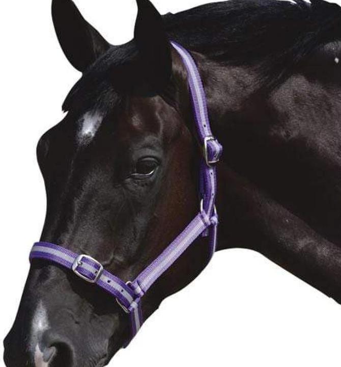 Actual product image Roma Horse Halter And Lead Set