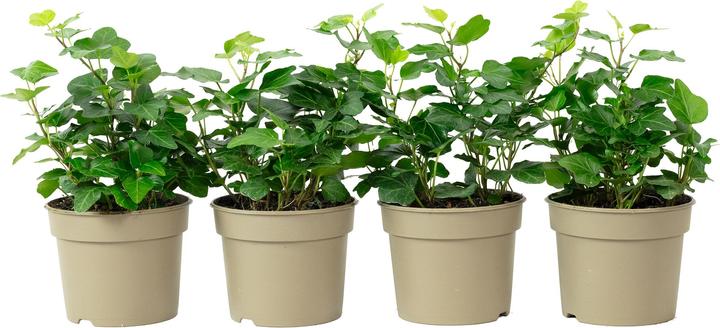Image du produit Flowerbox Lot de 4 lierres communs - Hedera helix (15 cm)