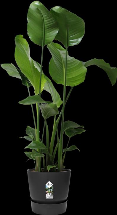 Actual product image Elho Flower pots (29.50 cm)