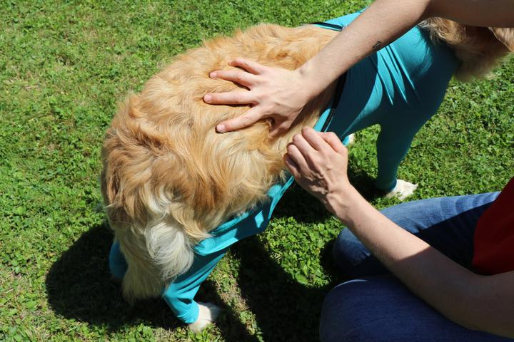 Produktbild Vetmedcare Hunde Body mit Beinen& Zipper (Hund)