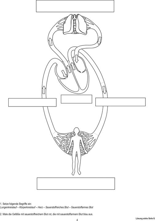 Image du produit Betzold Circulation sanguine, magnétique