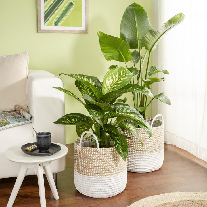 Immagine prodotto Scheurich Seagrass 27, cesto portavaso con manici in Seagrass Colore: Nature Wh (27 cm)