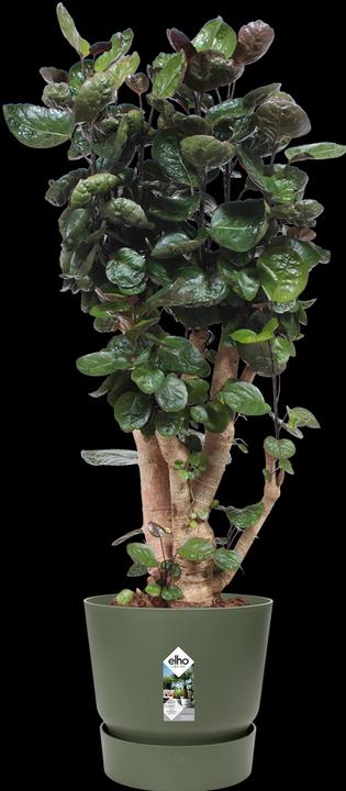 Immagine prodotto Elho Greenville (47 cm)