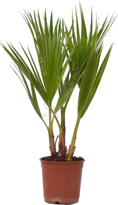Actual product image Plant in a Box Washingtonia Robusta - Mexican fan palm (50 cm)