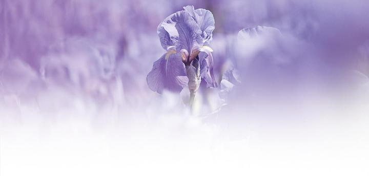 Actual product image Weleda Iris Erfrischende Nachtpflege (30 ml, Night cream)