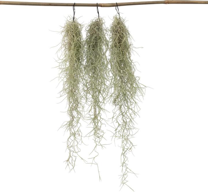 Produktbild Plant in a Box Tillandsia Usneoides (Spanisches Moos) (25 cm)