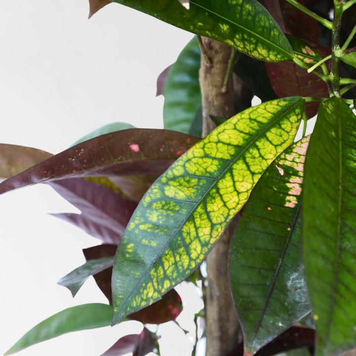 Produktbild Plant in a Box Codiaeum variegatum 'Mrs. Iceton' - (140 cm)