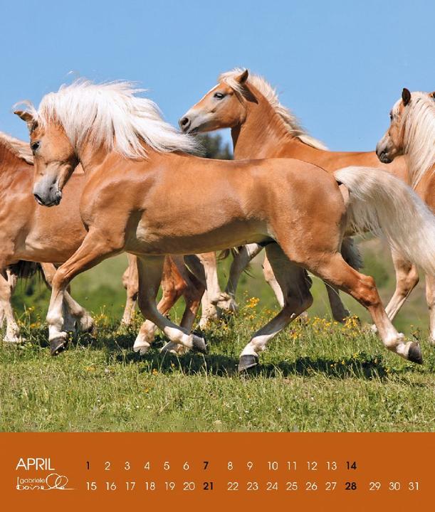 Image du produit Haflinger 2025 (Couverture rigide, Allemand)