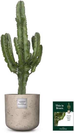 Produktbild Männerpflanze Bruce (100 cm)
