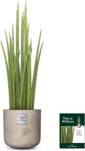 Image du produit Männerpflanze C'est William (55 cm)