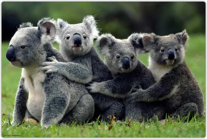CoverYourDesk Schreibunterlage KOALA (60 x 40 cm)