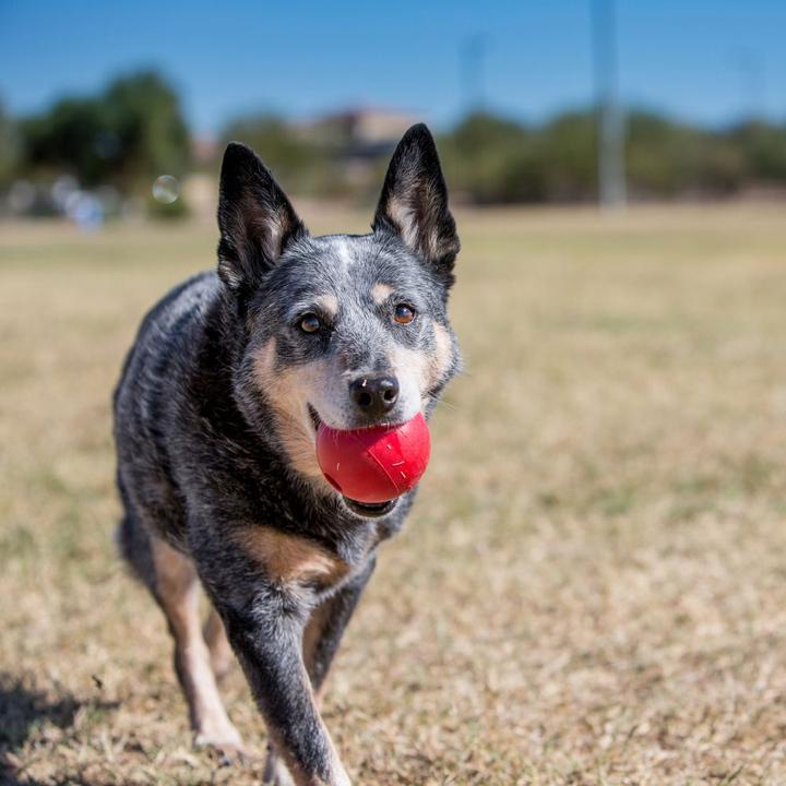 Image du produit KONG Ballon (Jouet à balle chien)