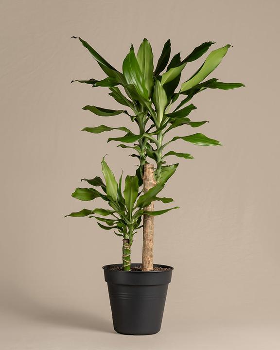 Produktbild feey Grosser Drachenbaum (85 cm, Frisch umgetopft)
