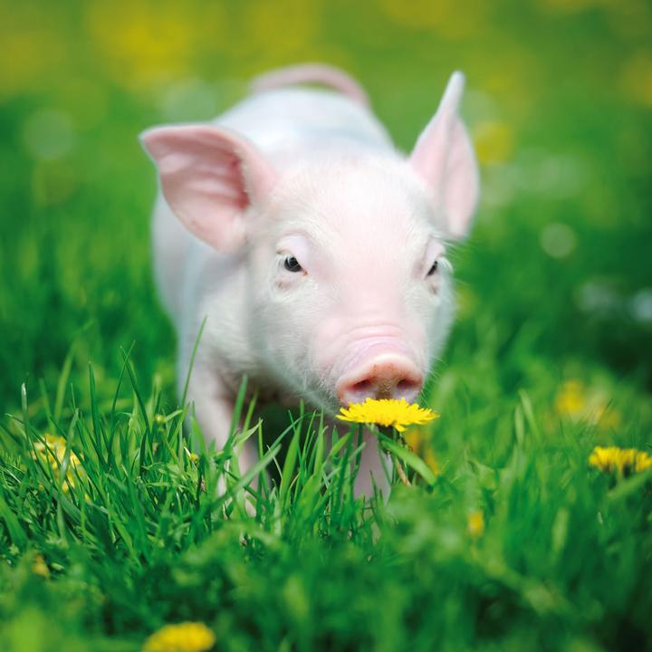 Produktbild Piggies/Schweinchen 2024 (Harter Einband, Spanisch, Französisch, Tschechisch, Italienisch, Niederländisch, Polnisch, Deutsch, Englisch)
