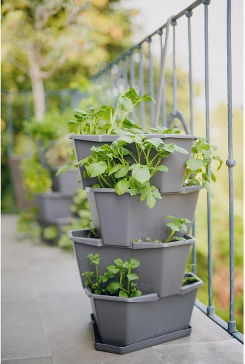 Produktbild Gusta Garden Paul Potato (38.80 cm)