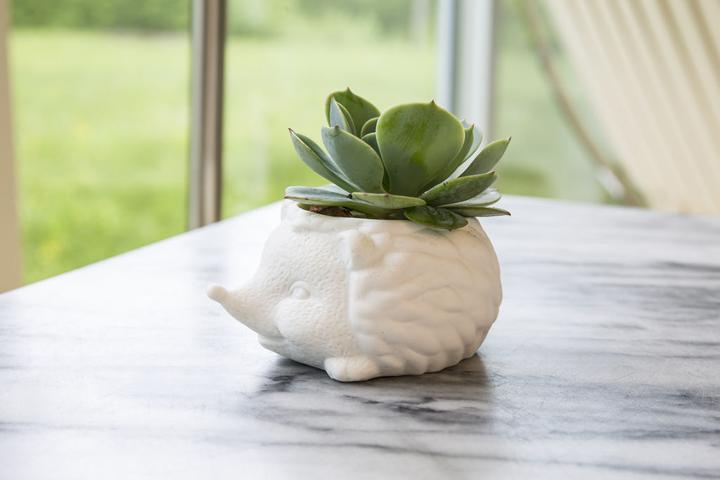 Produktbild Kikkerland Prickles The Hedgehog Planter (9.30 cm)