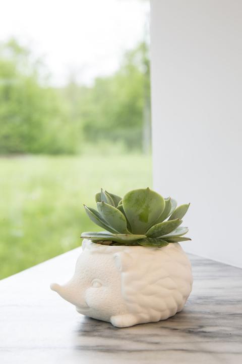 Produktbild Kikkerland Prickles The Hedgehog Planter (9.30 cm)