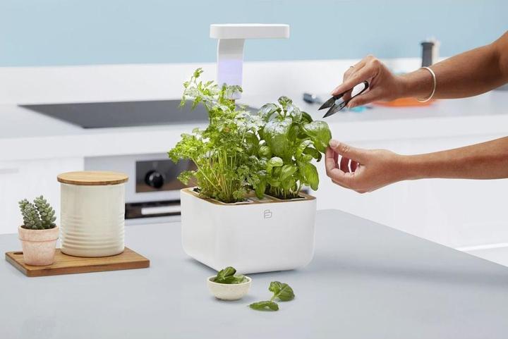 Image du produit Véritable Botaneo Eylo (18.40 cm)