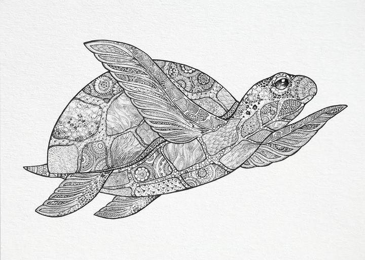 Image du produit Ligarti Carte postale - Tortue