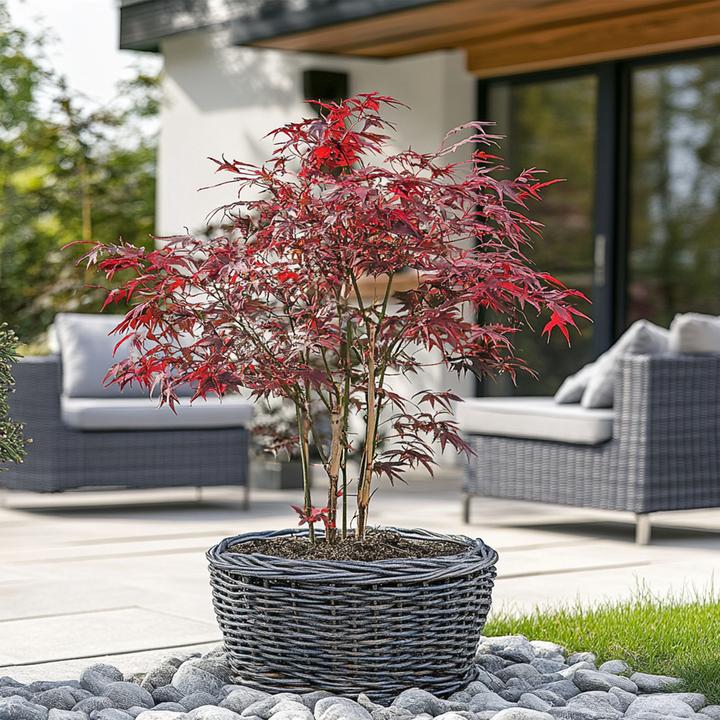 Produktbild Plant in a Box Acer palmatum 'Starfish' - Ahorn Baum (60 cm)