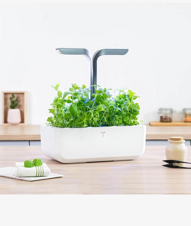 Productafbeelding Véritable Marokkaanse munt (Plant zaden)