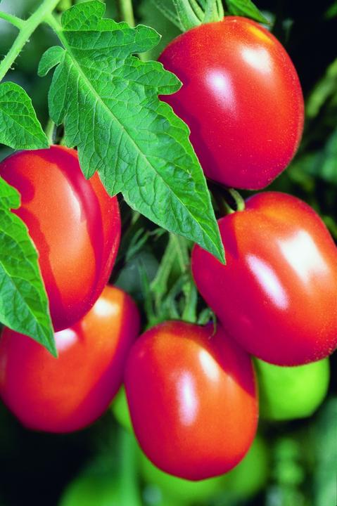 Produktbild Zollinger Bio Tomate, Baumtomate (Samenbomben)
