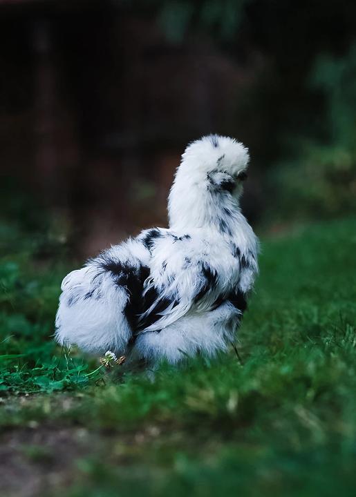 Actual product image Zuhause ist, wo meine Hühner sind (German, Tanja Berlin, 2025)