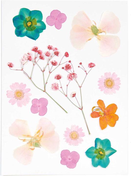 Produktbild Rico Design Mix Set gepresste Blüten "Orange Türkis"