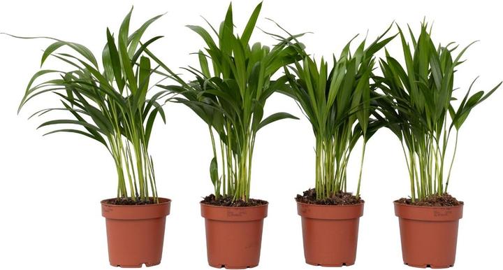 Immagine prodotto Plant in a Box Dypsis Lutescens - Set di 4 palme da frutta Areca Gold (30 cm)