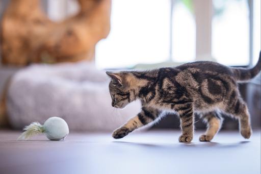 Actual product image Beeztees Kitten Cat Toy Ball+Spring Rizo