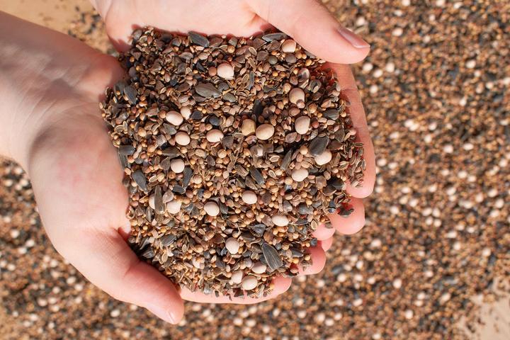 Produktbild Living Seeds Blumenmischung, Bienenweide (Blumensamen)