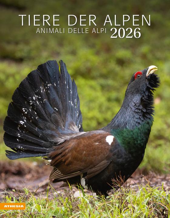 Image du produit Tiere der Alpen - Kalender 2026 (Couverture rigide, Allemand, Français, Italien, Anglais)
