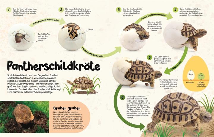 Produktbild Aus dem Ei (Deutsch)