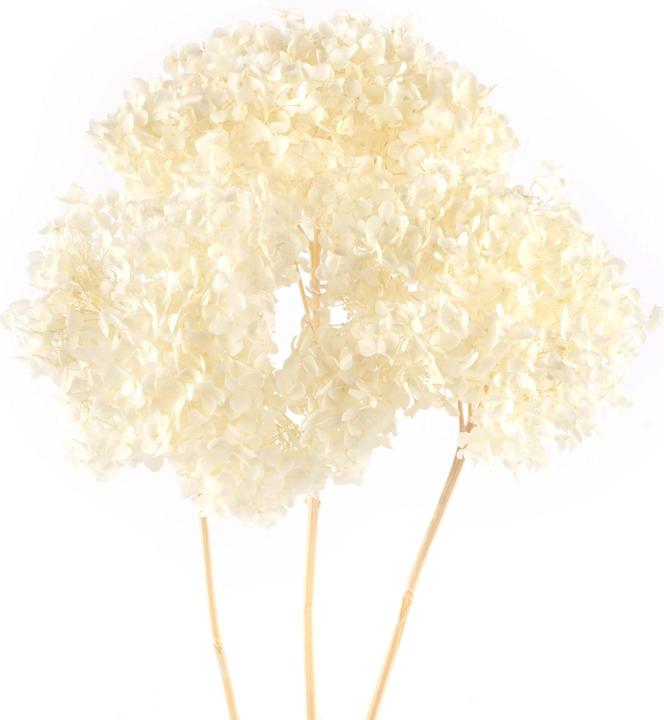 Actual product image Geschenkkörbe CH Hydrangea dried flowers white, 3 pcs. (Dried flowers)