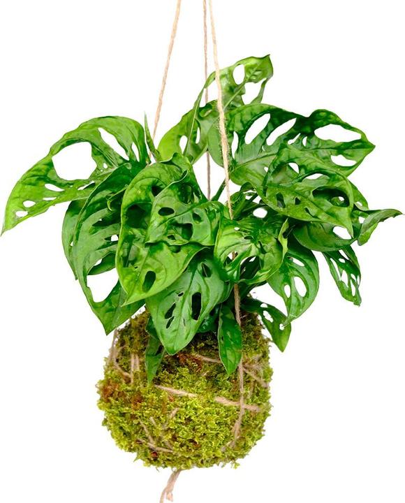 Image du produit VEG and the City Kokedama "Feuille de singe