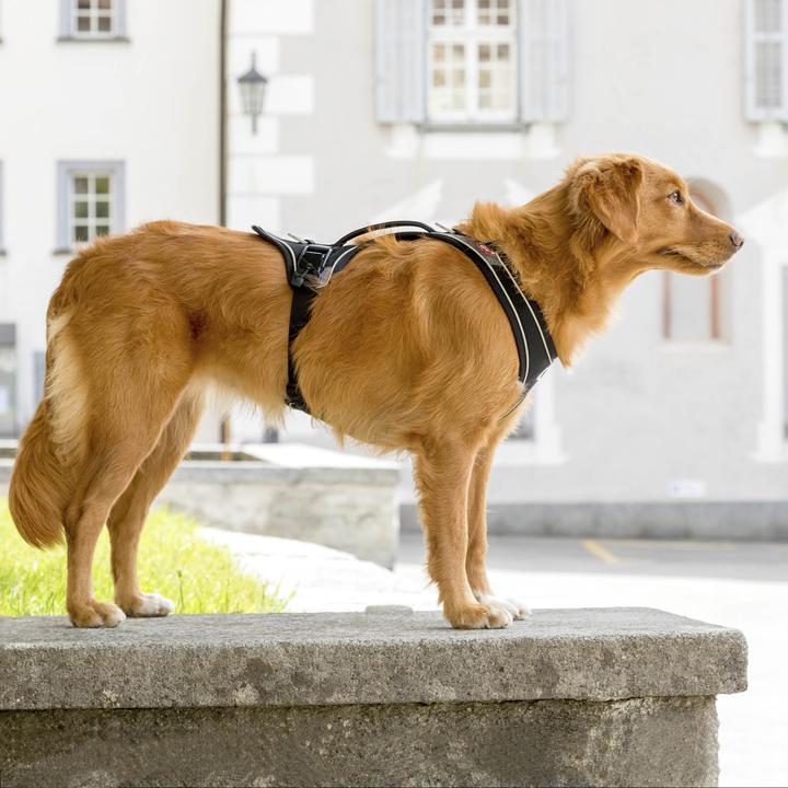 Produktbild Curli Geschirr Magnetic Belka Comfort (XL, Hund, Allgemein, Spazieren)