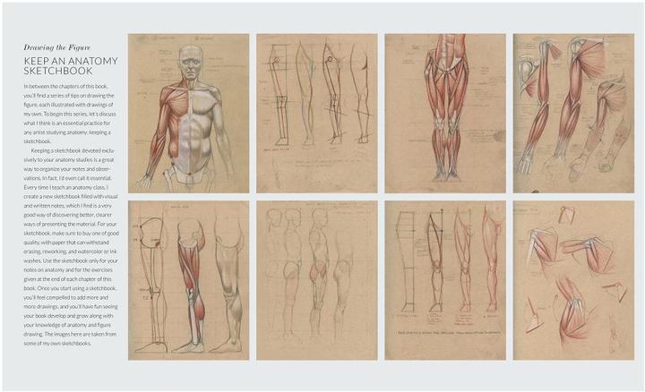 Immagine prodotto Anatomia umana di base (Inglese, Roberto Osti, 2016)