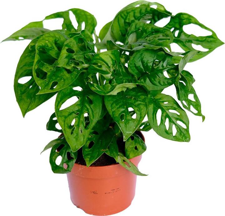 Immagine prodotto VEG and the City Jaco (Schiefes Fensterblatt - Monstera adansonii 'Monkey Leaf') (20 cm)