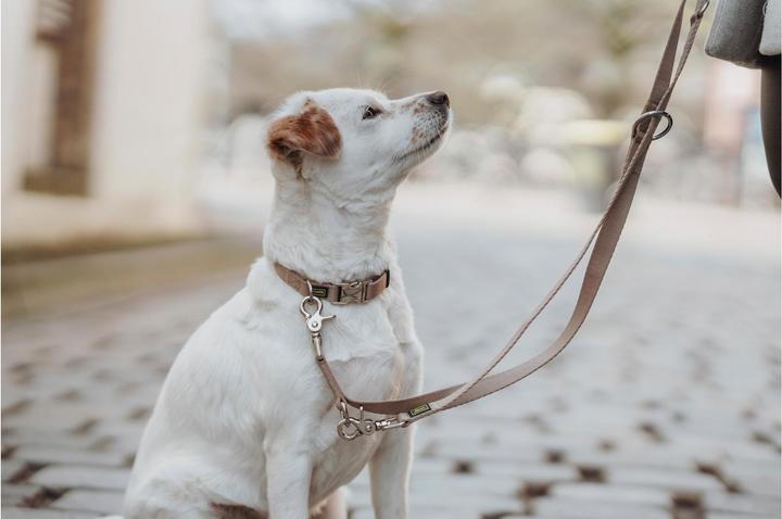 Actual product image Hunter Adjustable lead Inari, 20/200, Beige, width: 2 cm (Dog, General)