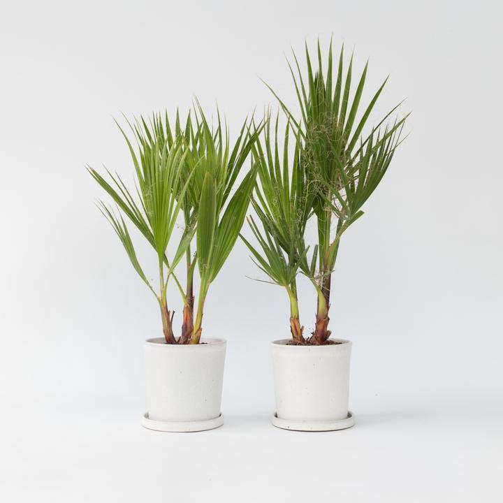 Image du produit Plant in a Box Washingtonia Robusta - Lot de 2 Palmiers-éventails mexicains (50 cm)