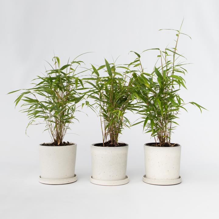 Immagine prodotto Plant in a Box Fargesia papyrifera 'Grex' - Set di 6 bambù blu (30 cm)