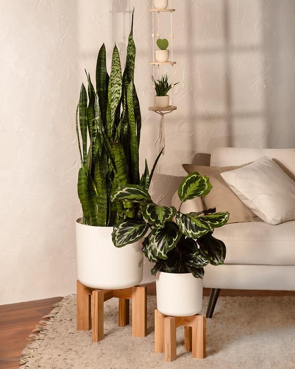 Produktbild feey Grosse Calathea Roseopicta (65 cm, Frisch umgetopft, Tierfreundlich)